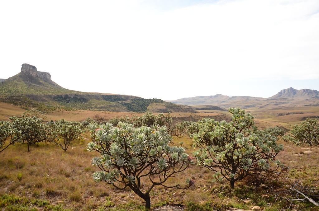 2015-05 South Africa/Drakensburg/DSC_0136.JPG